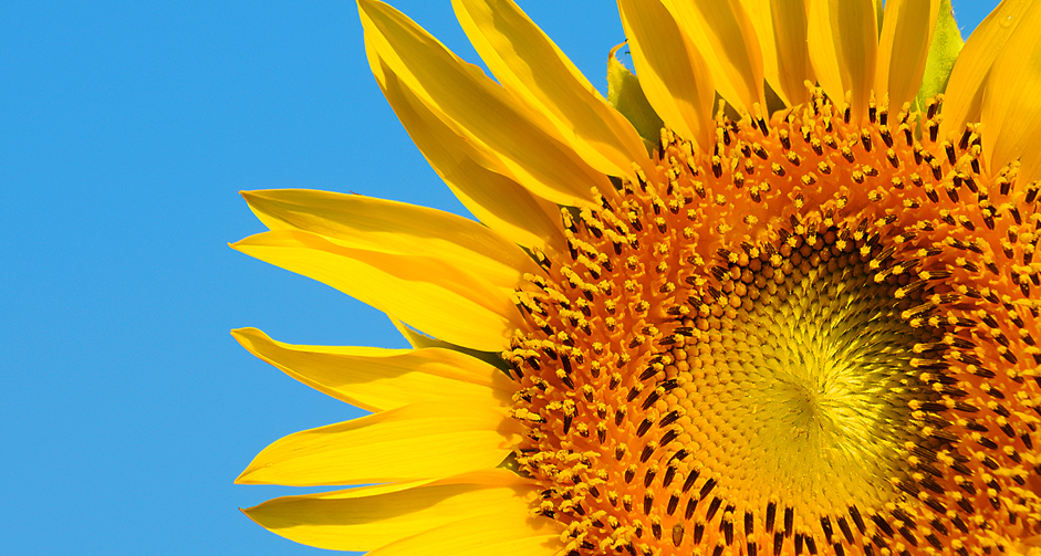 Lorem ipsum dolor sit amet, consectetur adipisicing elit, sed do eiusmod tempor.